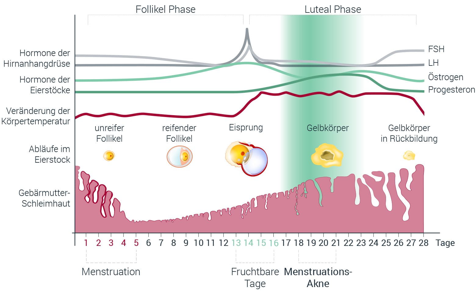 Pickel Und Hormone Akne Eucerin