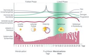 Pickel Und Hormone Akne Eucerin Pickel Und Hormone Akne Eucerin