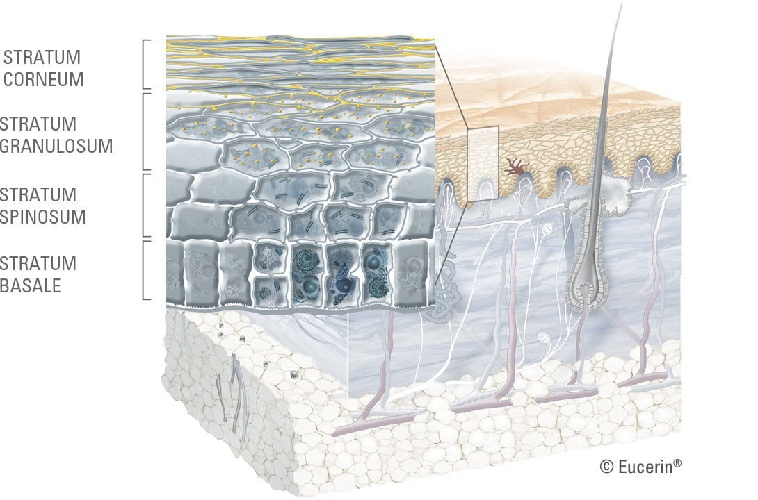 diagram of the skins layers