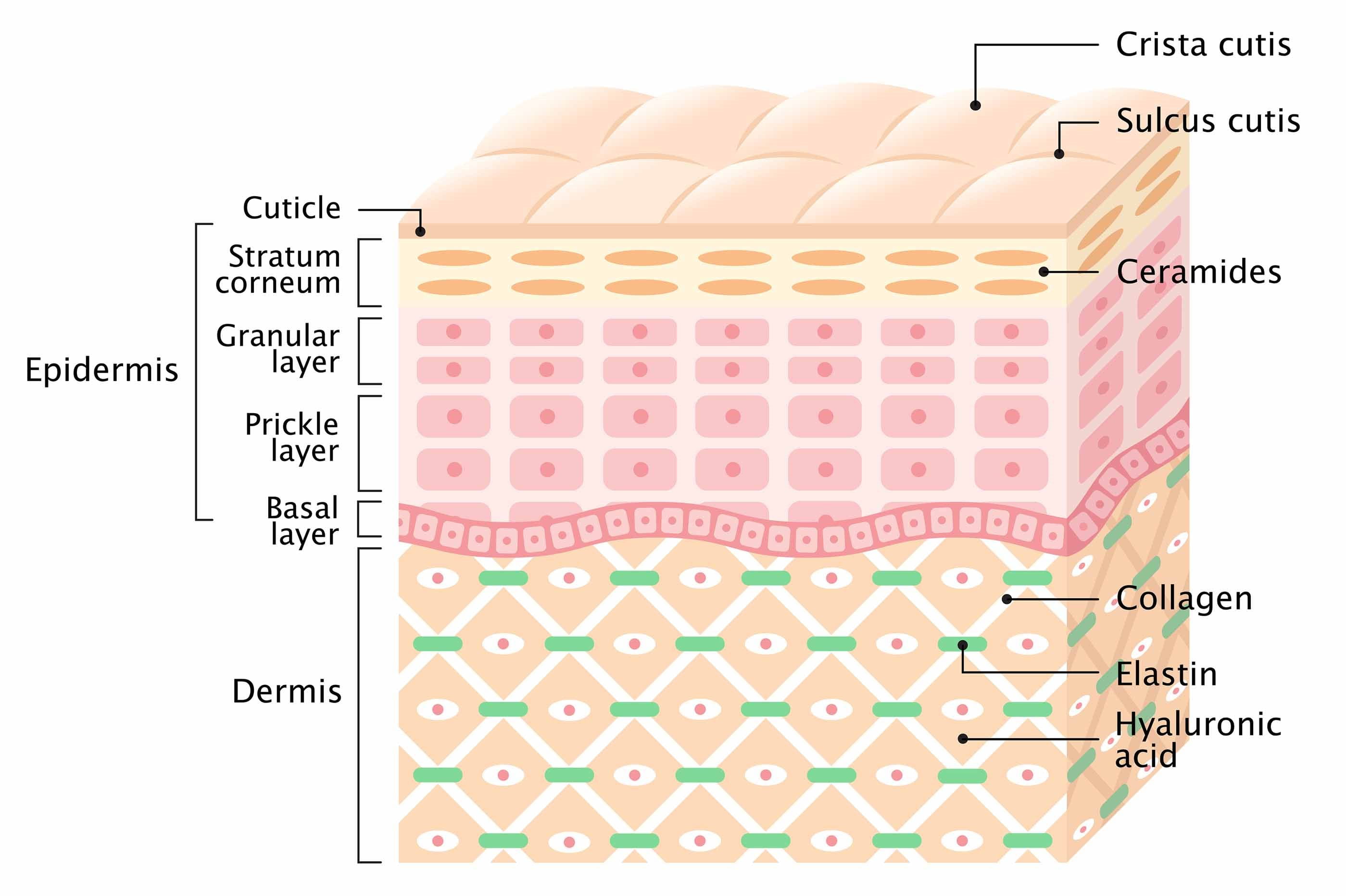 ceramidi struttura
