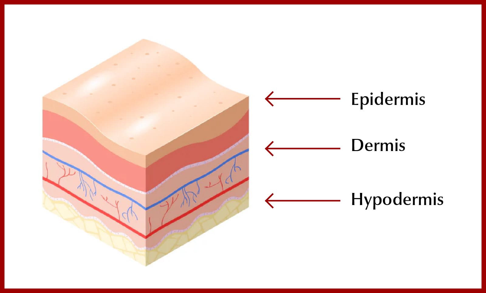 Layers of the skin