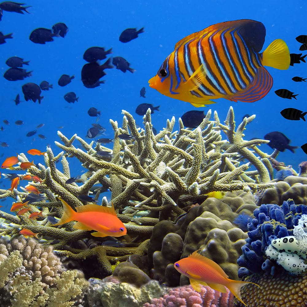 Un couple faisant de la plongée en apnée en eau peu profonde