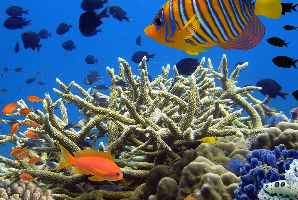 Fish swimming in coral