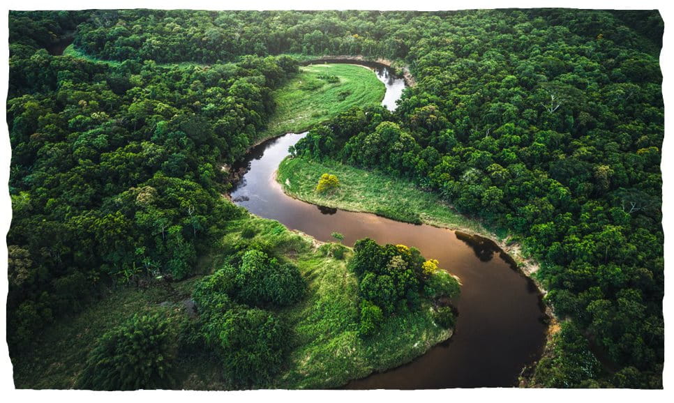 Řeka protékající bujným lesem