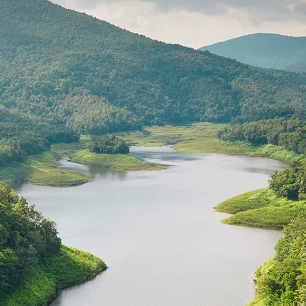 Ren flod som rinner genom en skog.