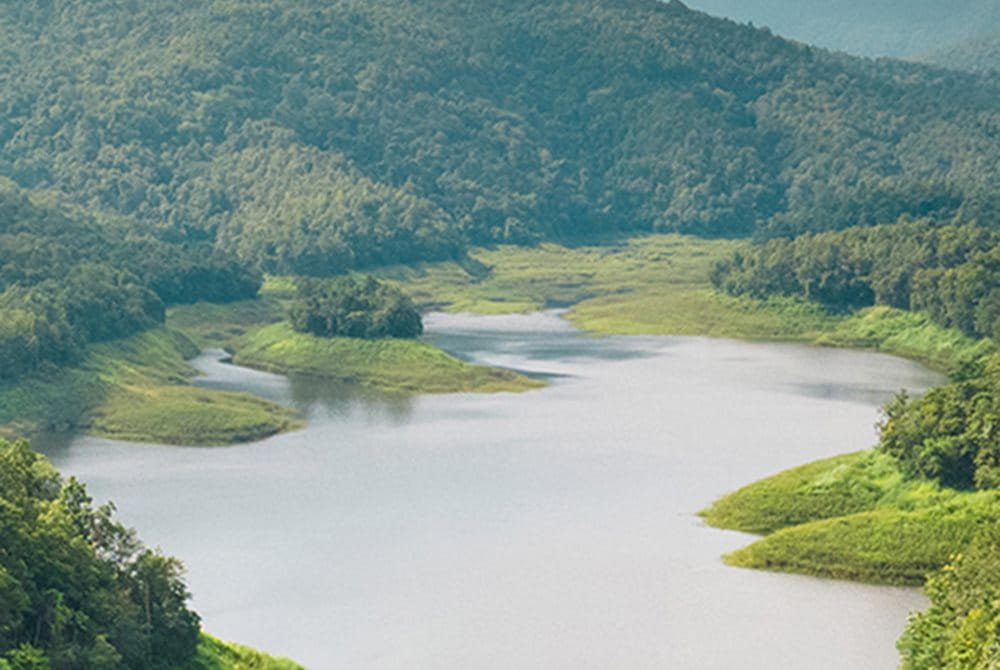 Un fiume pulito che scorre in una foresta.