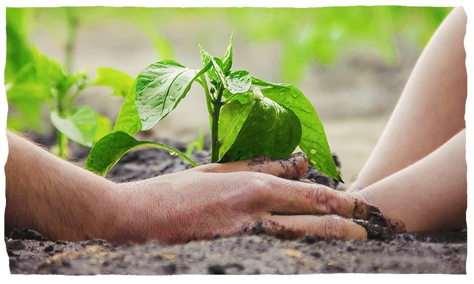 Händer som planterar en planta i jorden.