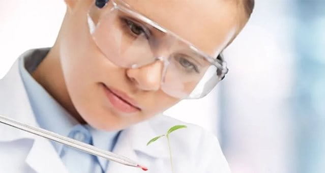 A scientist carefully drips a chemical sample onto a plant.