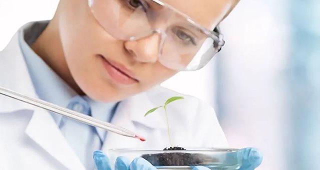 Un scientifique verse une solution chimique goutte à goutte sur une plante à l'aide d'une pipette.