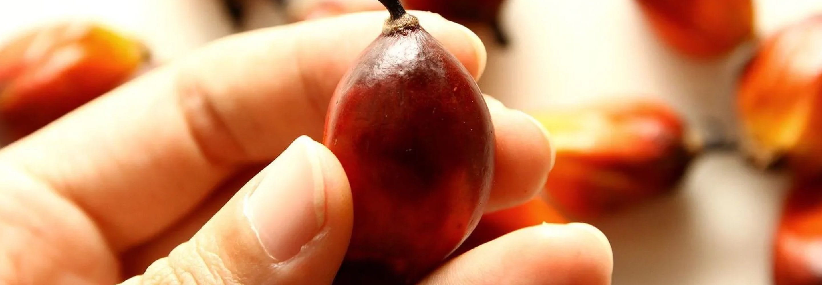 Raw materials for high-quality skincare