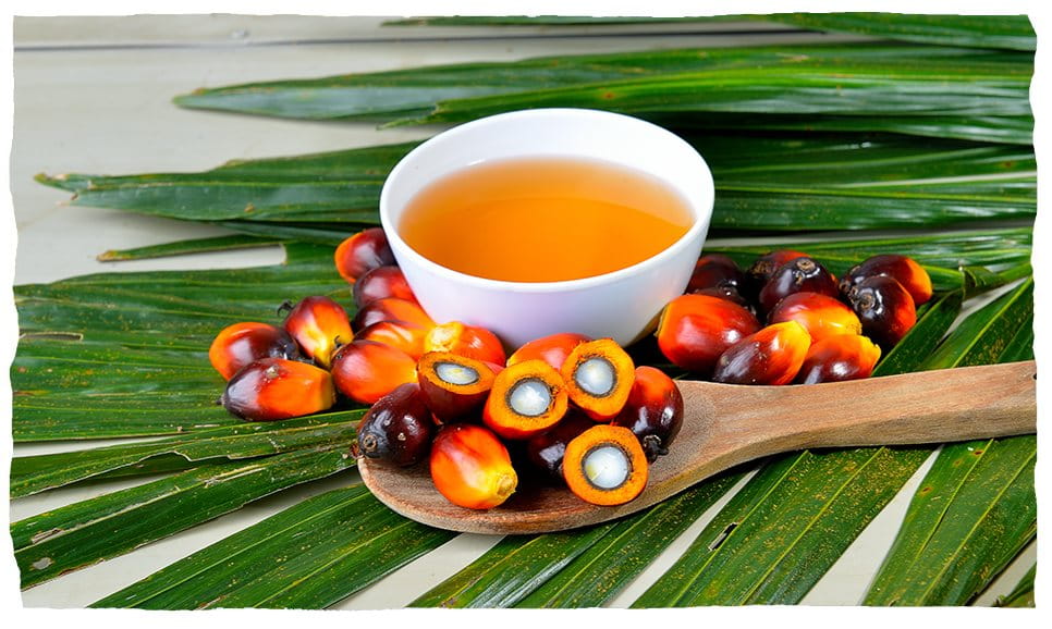 plody palmy olejné a palmový olej
