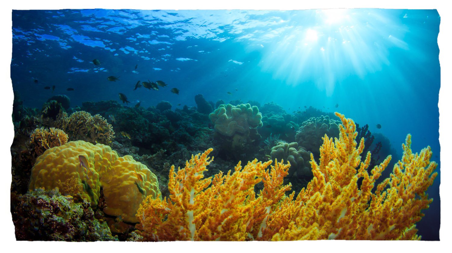 Unterwasseransicht eines wunderschönen Korallenriffs