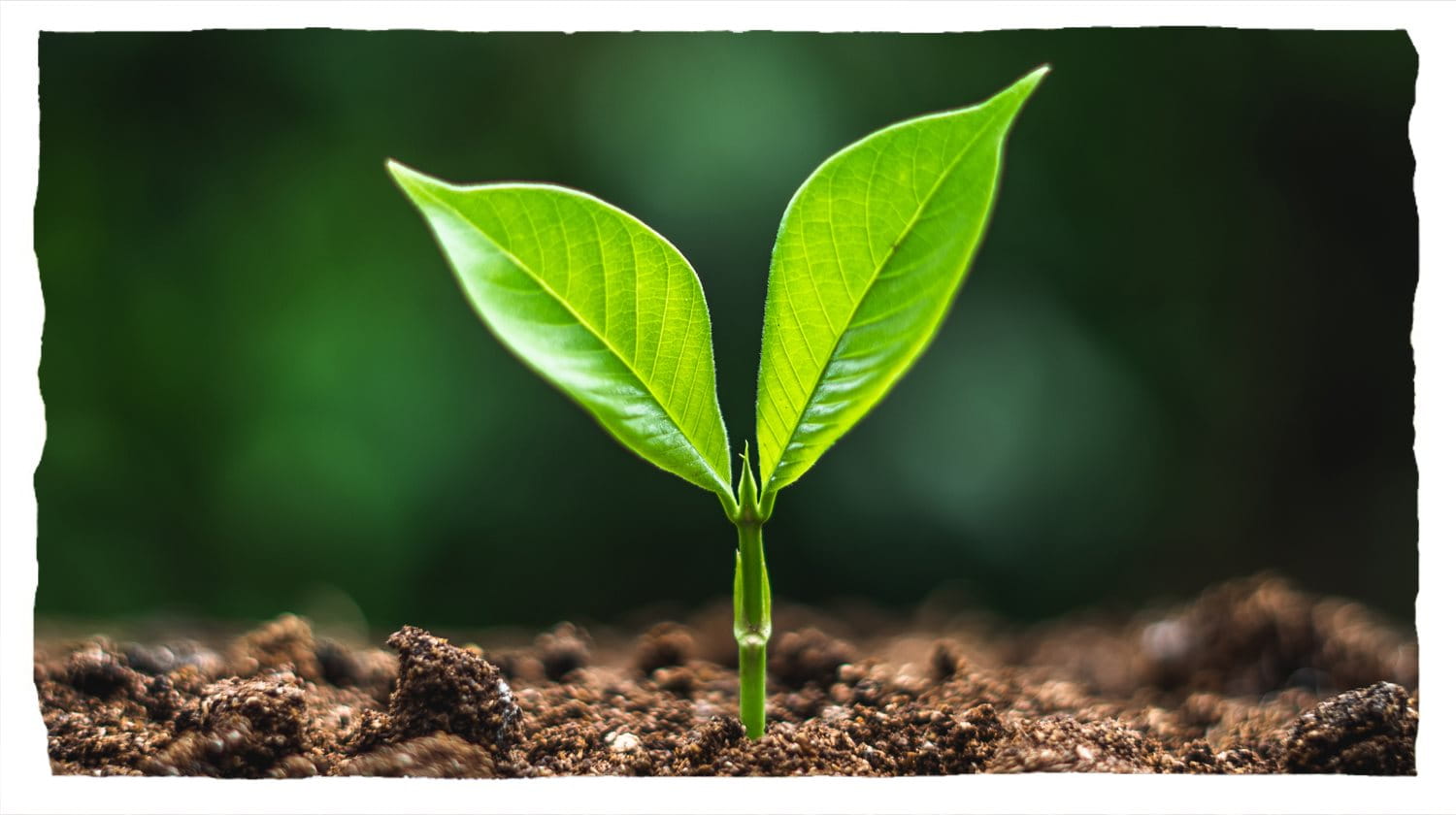 A small green seedling with two leaves sprouting in wet brown soil