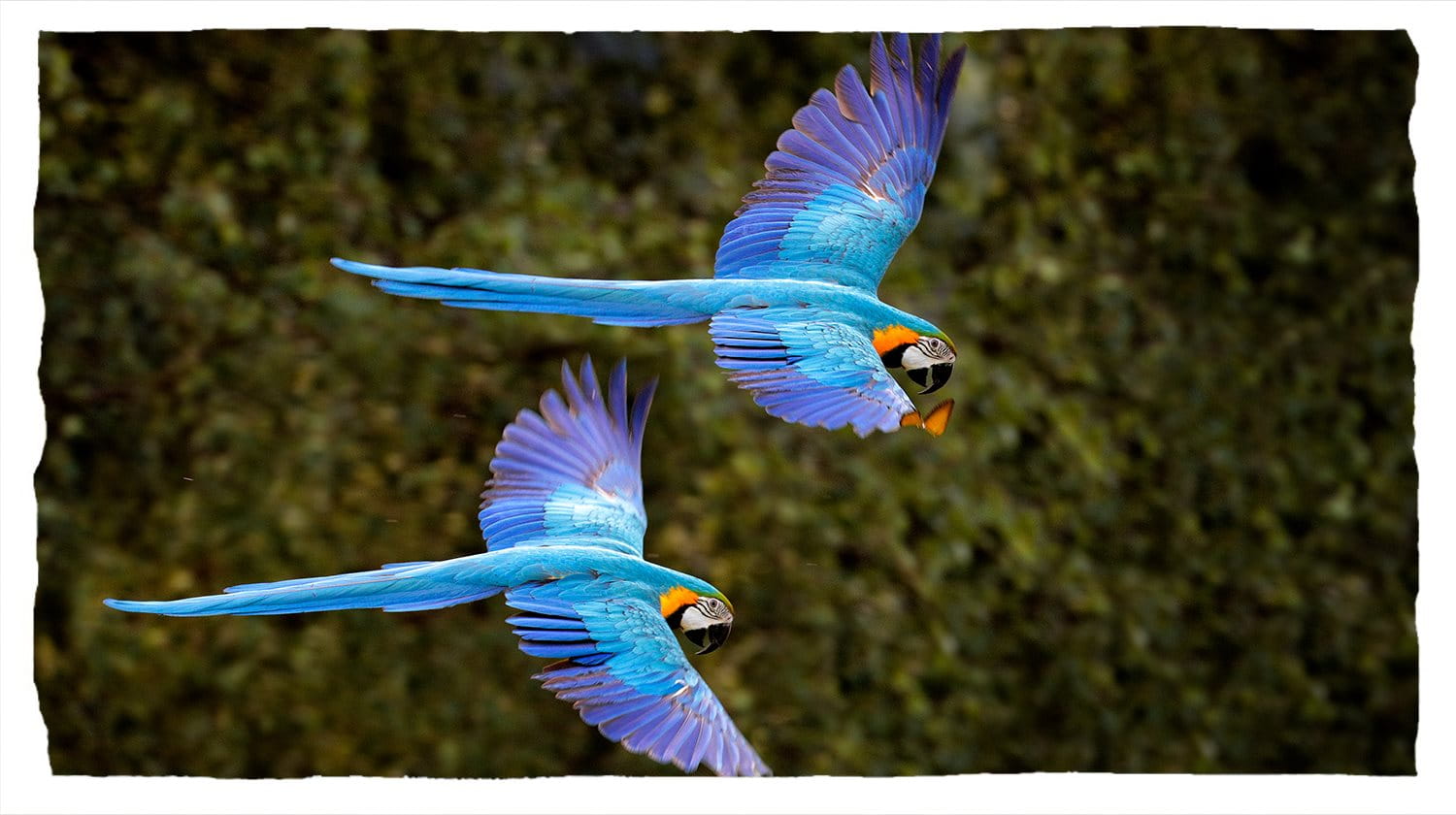 papoušci v letu