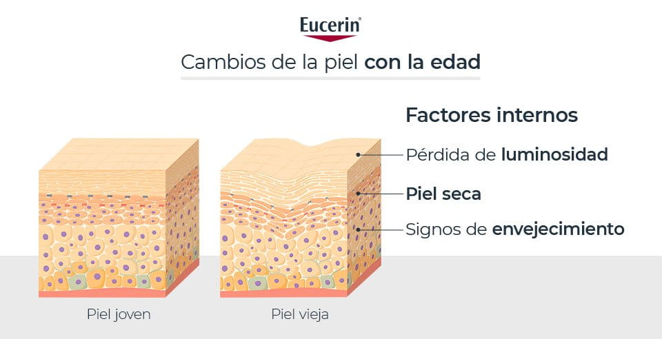 Factores internos que ocasionan envejecimiento