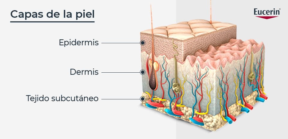 Capas de la piel