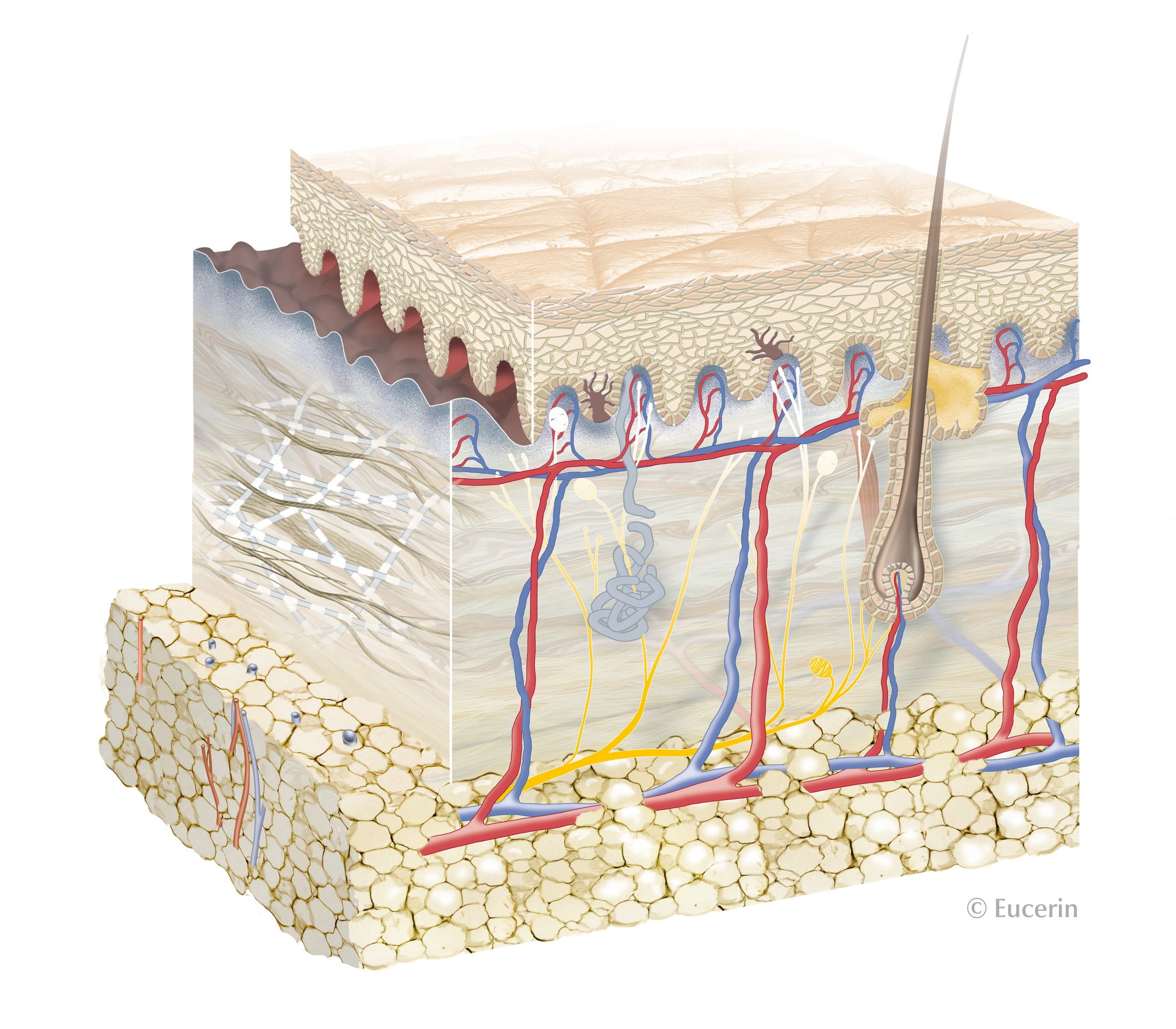 Barriera della pelle