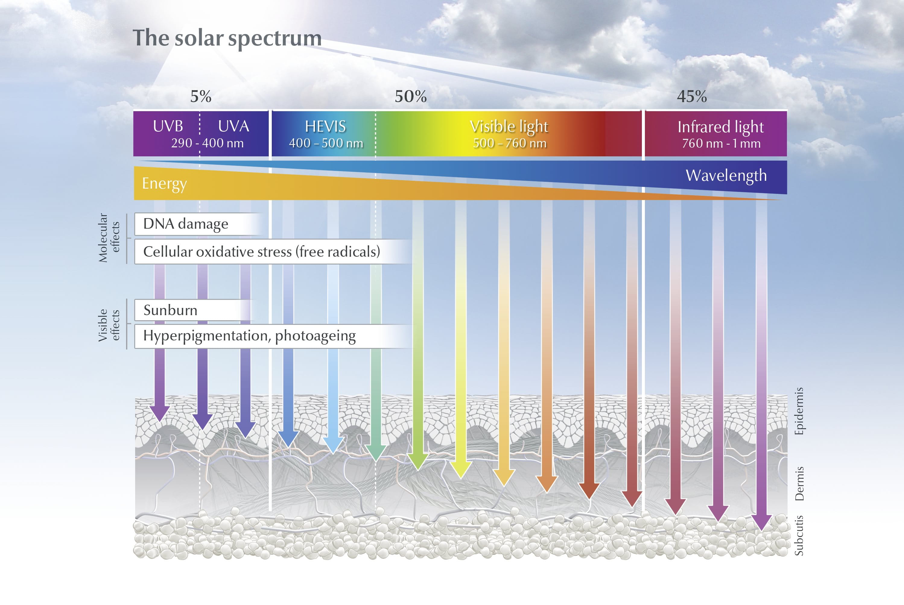 Diagramă informativă intitulată ”Sub soare: Cum afectează radiația solară pielea noastră”, ilustrând diferitele tipuri de radiații solare – raze UVA, UVB, lumină HEVIS, lumină vizibilă și radiații infraroșii – și impactul acestora asupra pielii umane. 