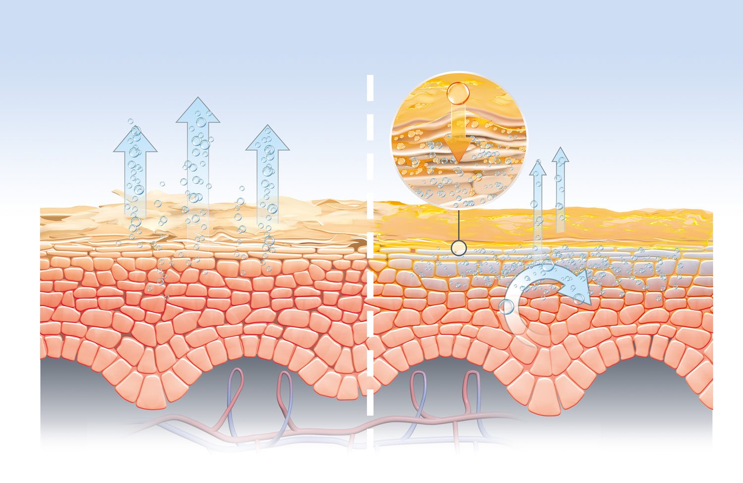Lip Skin, LipCare Technologies