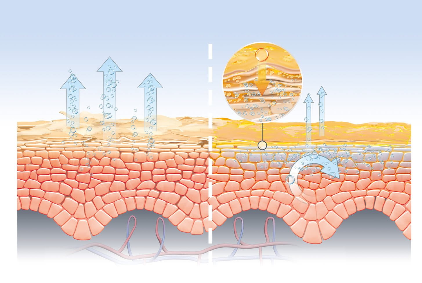 Lip Skin, LipCare Technologies