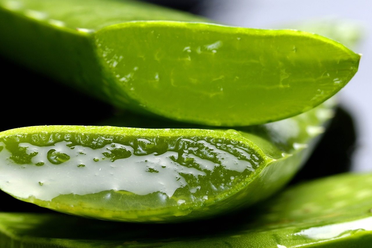 Mehrere aufgeschnittene Stängel der Aloe-Vera-Pflanze, die übereinander liegen. Aus der Öffnung sieht man das Gel der Aloe Vera