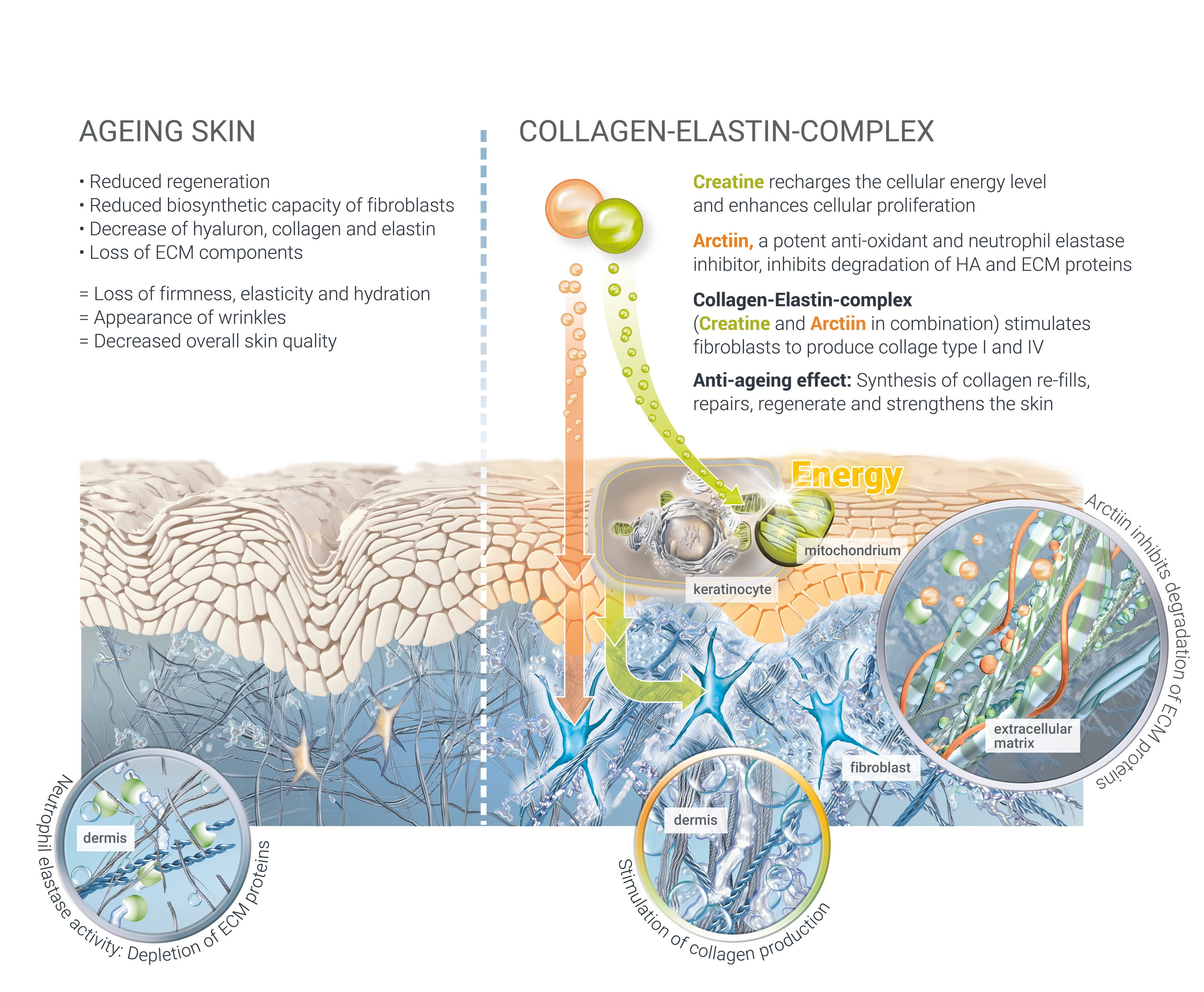 Mode of action illustration of Elastin-Complex (Arctiin+Creatine)