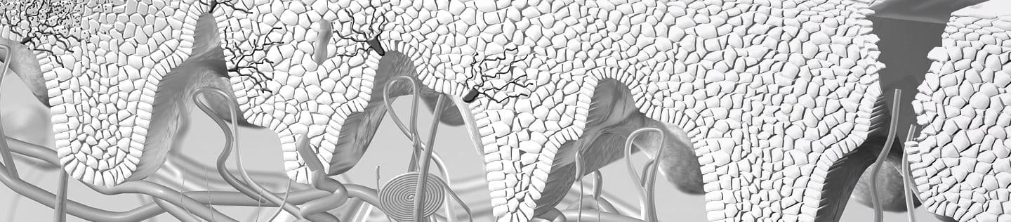โครงสร้างและหน้าที่การทำงานของระบบผิวหนัง