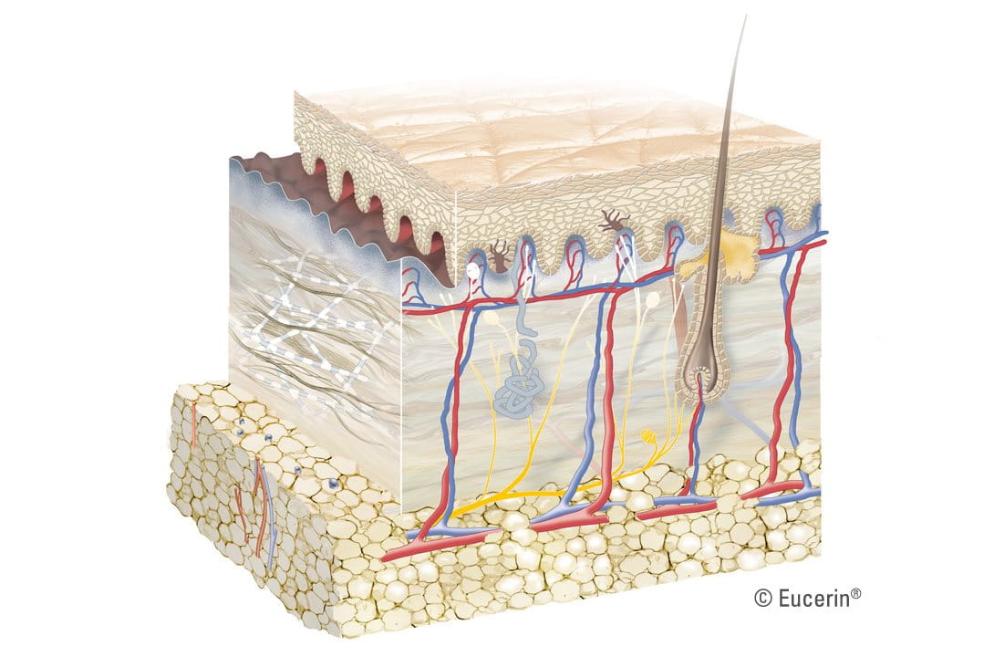 The skin consists of three layers: epidermis, dermis and subcutis.