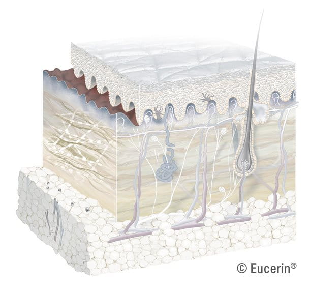 Graphic illustration of dermis close-up.