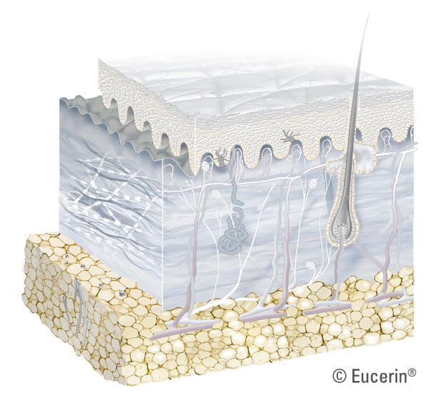 Graphic illustration of subcutis.