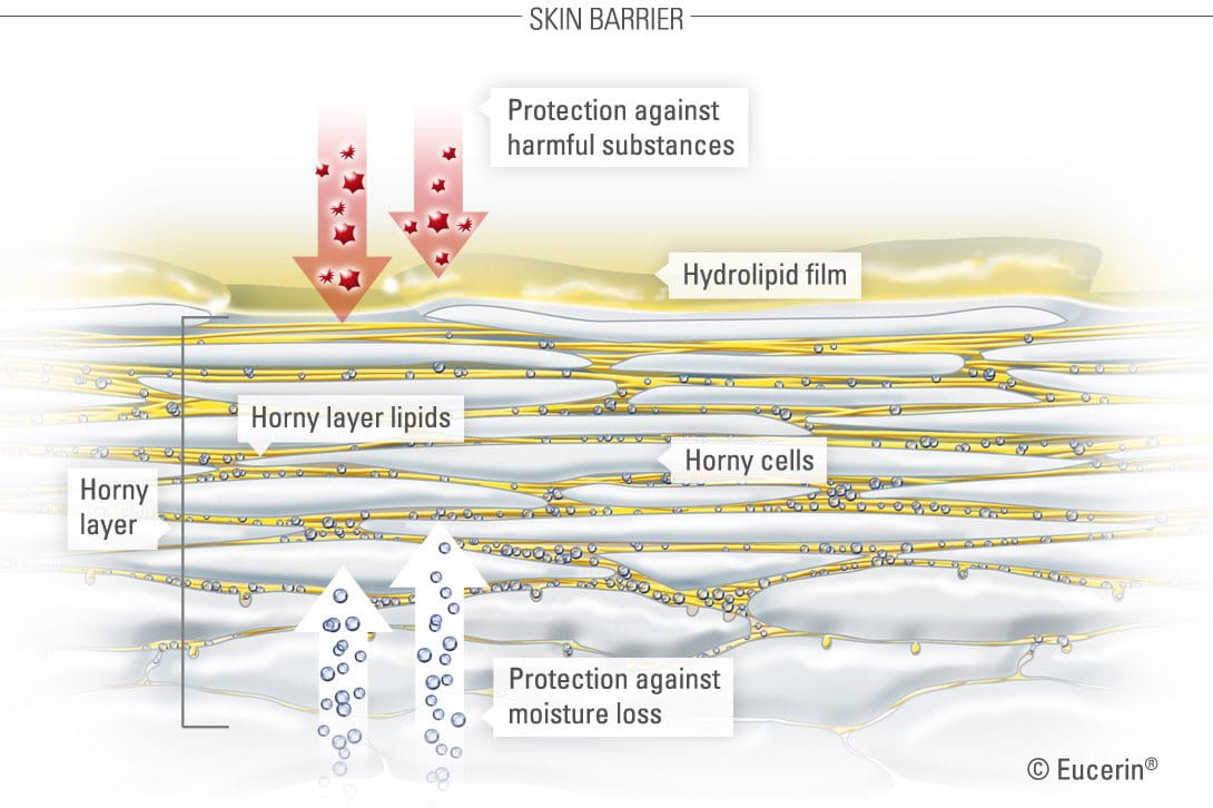 Illustration of skin barrier