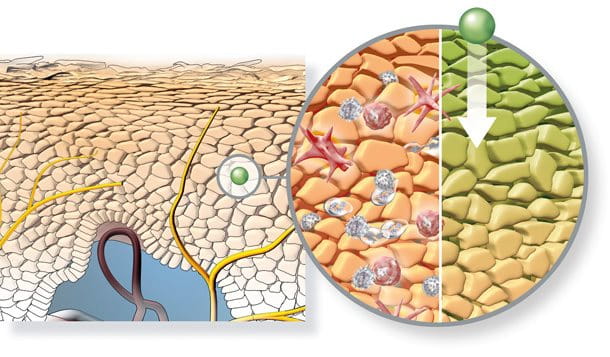 Eucerin Skin Barrier Inflammation Illustrations  