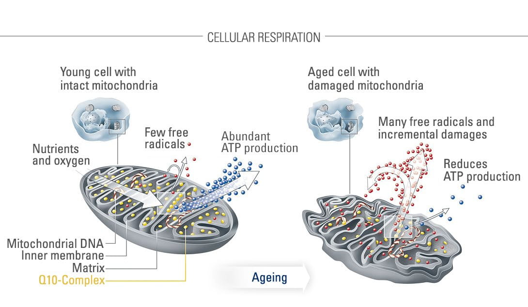 Young cell with healthy mitochondria versus aged cell with damaged mitochondria