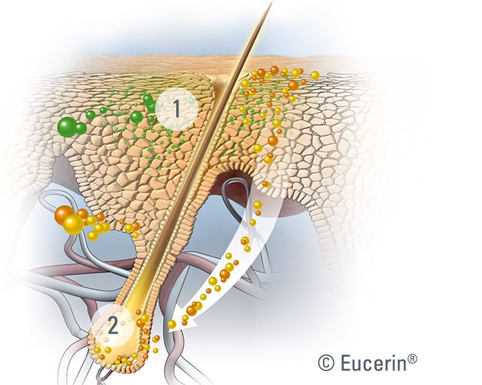 Hoe Eucerin DermoCapillaire Revitaliserende Verzorging voor de hoofdhuid werkt