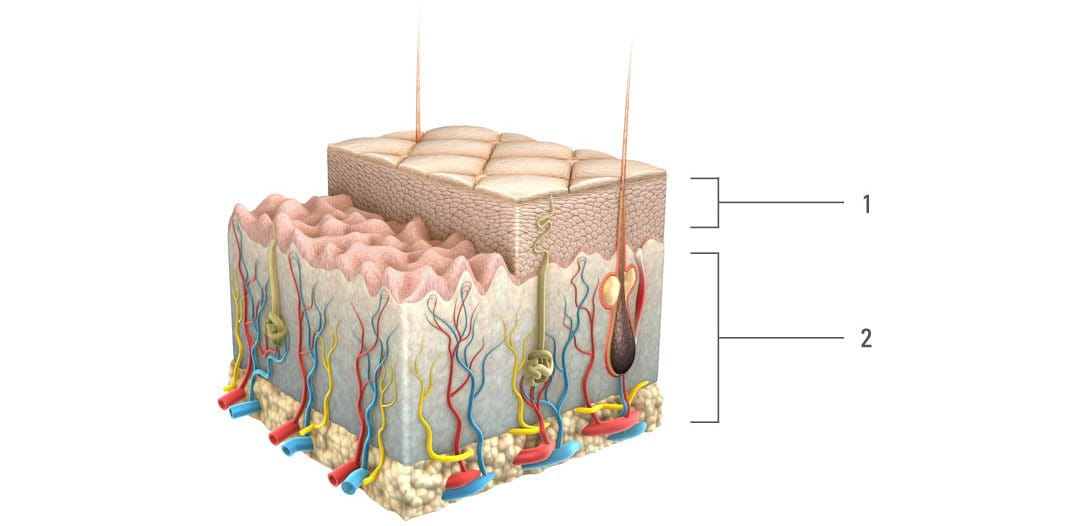 animacija epiderme i dubljih slojeva kože