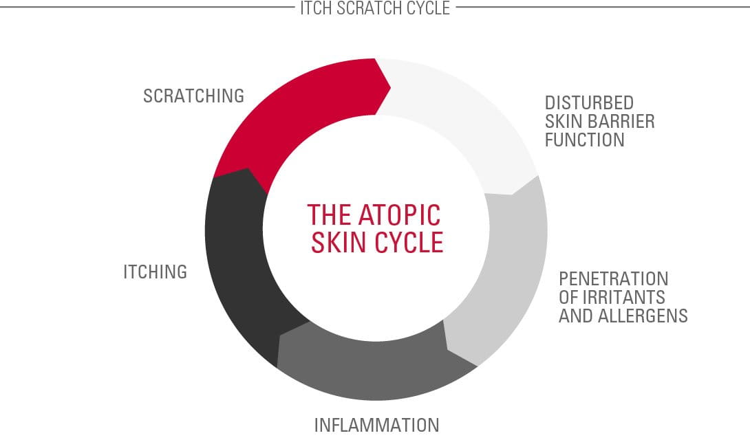 Atopic skin cycle
