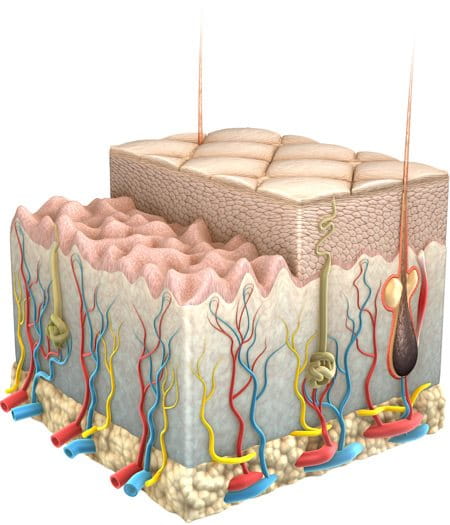 Graphic illustration of skin and its layers.