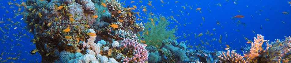 Bloqueador solar biodegradable