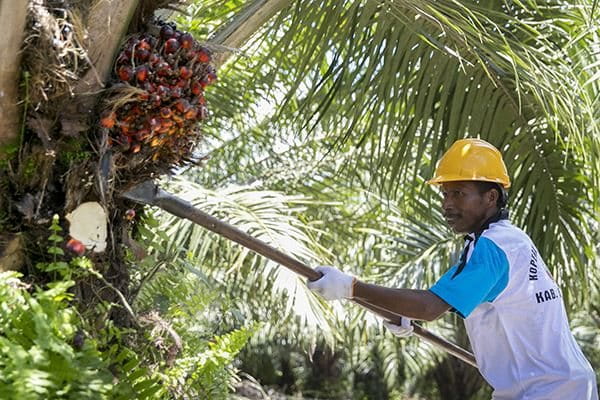 osoba bere sjemenke palmina drveta