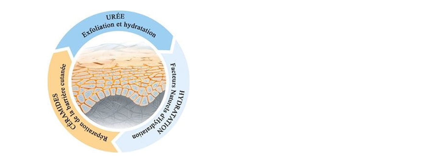 Réparation de la peau