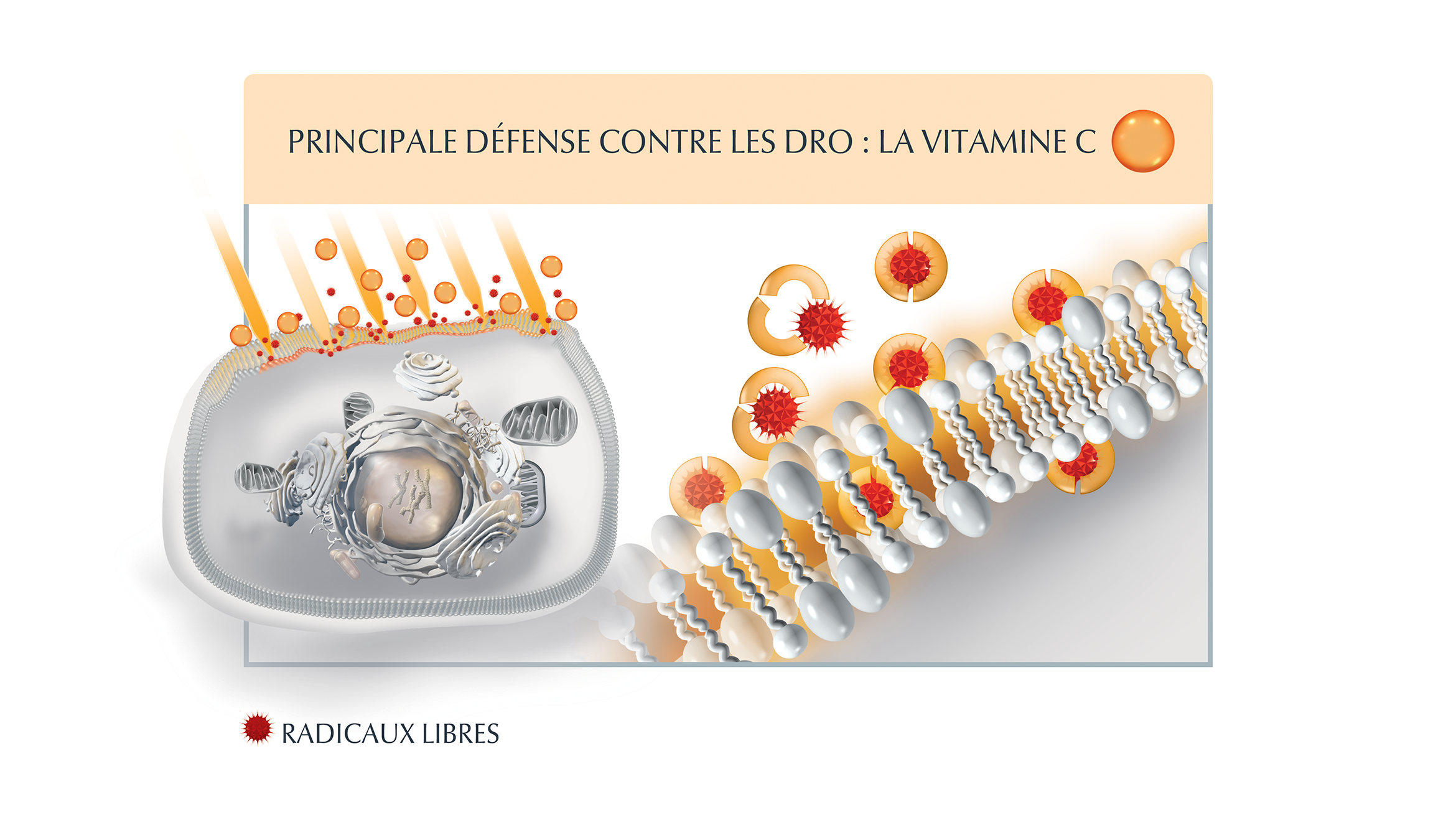 Principale défense contre les DRO : la vitamine C Neutralisation instantanée des radicaux libres extracellulaires