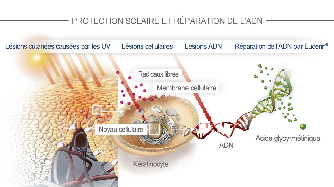 PROTECTION SOLAIRE ET RÉPARATION DE L'ADN