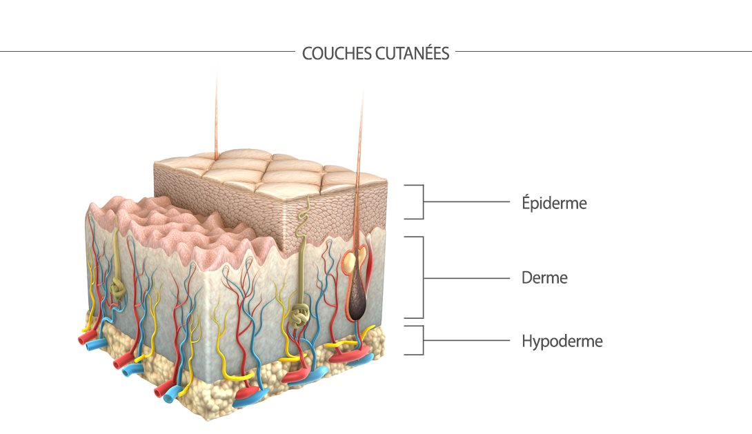 Graph on the layers of skin
