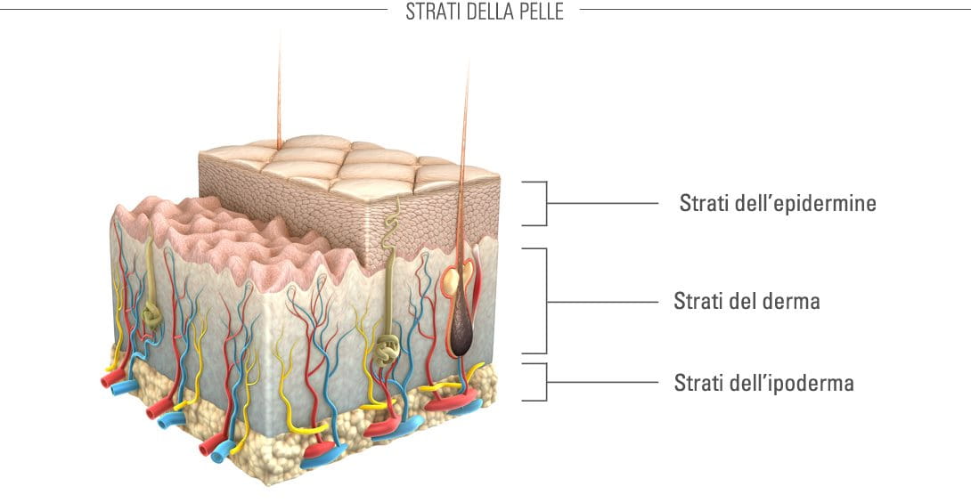 invecchiamento cutaneo strati pelle