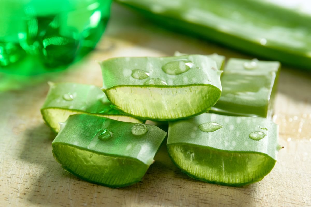  ว่านหางจระเข้