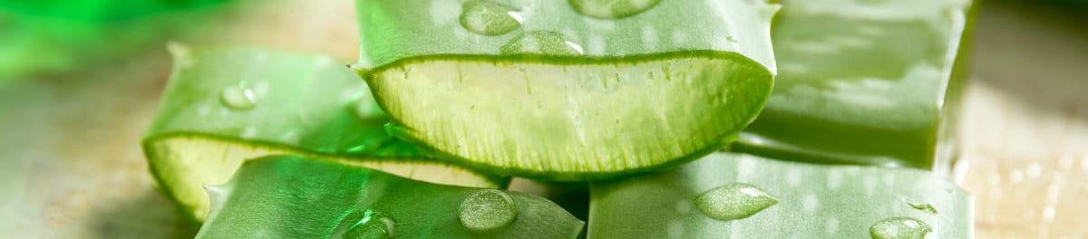 ว่านหางจระเข้