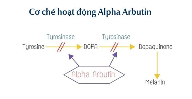 Cơ chế hoạt động của Alpha Arbutin