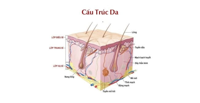 Cấu trúc của da gồm 3 lớp