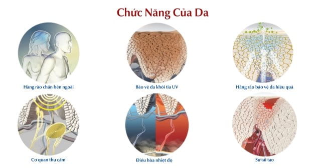 Các chức năng của da