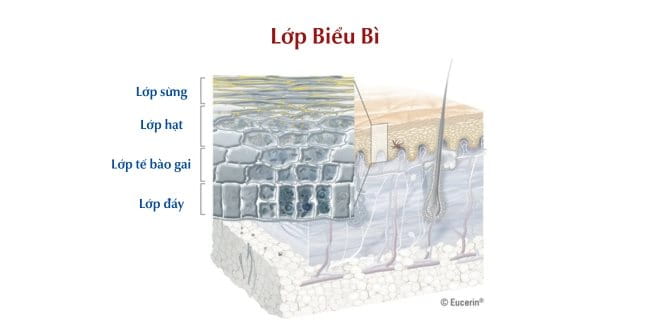 Lớp biểu bì